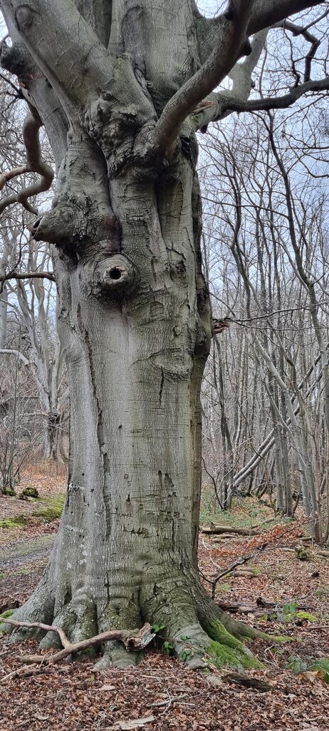 Tree with a Face by megpicatilly