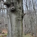 Tree with a Face by megpicatilly