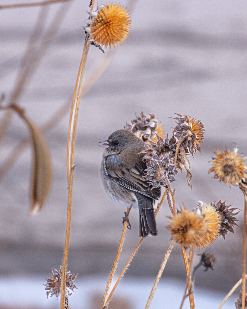 junco by aecasey