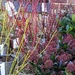 Winter Colour at the Garden Centre by fishers