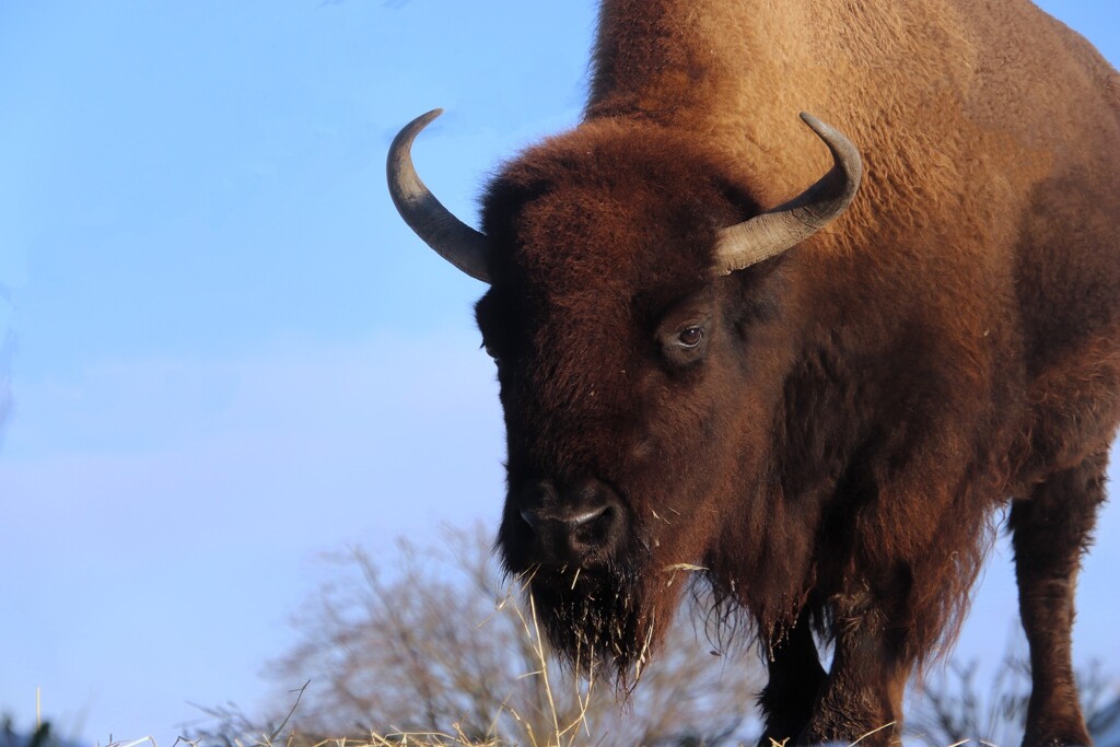 Up Close With A Bison by randy23