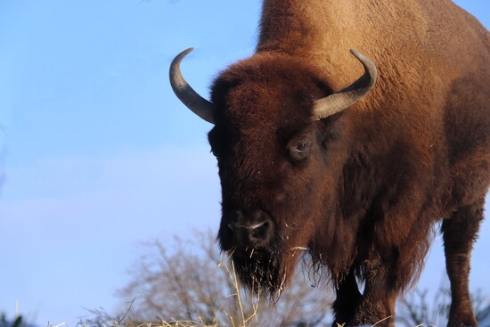 Up Close With A Bison by Randy Lubbering · 365 Project