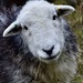 Ewe looking at me! on 365 Project