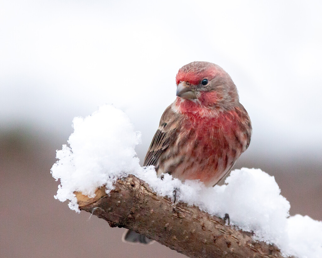 House Finch by bobbic