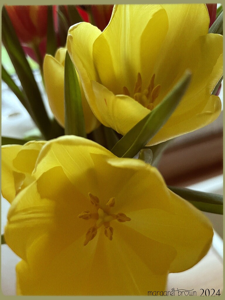 Tulips by craftymeg
