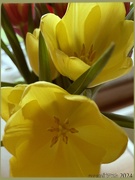 12th Jan 2024 - Tulips