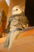 12th Jan 2024 - Boobear the 27-Year-Old Cockatiel Poses for You