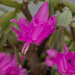 Christmas cactus by busylady