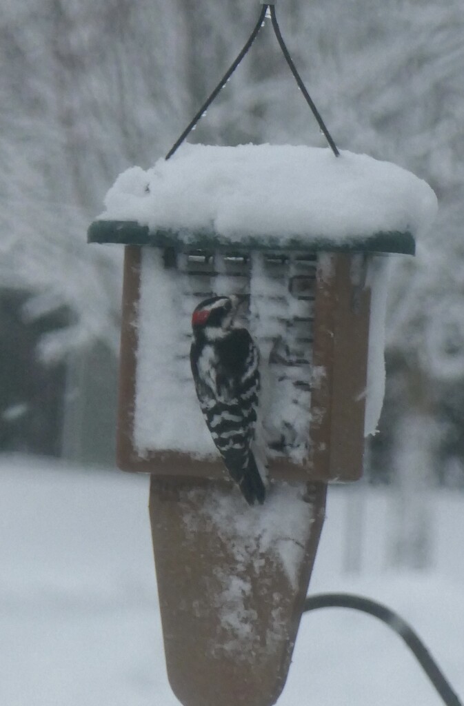 Downey Woodpecker on snowy d by dolores