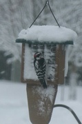 12th Jan 2024 - Downey Woodpecker on snowy d