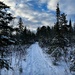 What a great Snowshoe! by radiogirl