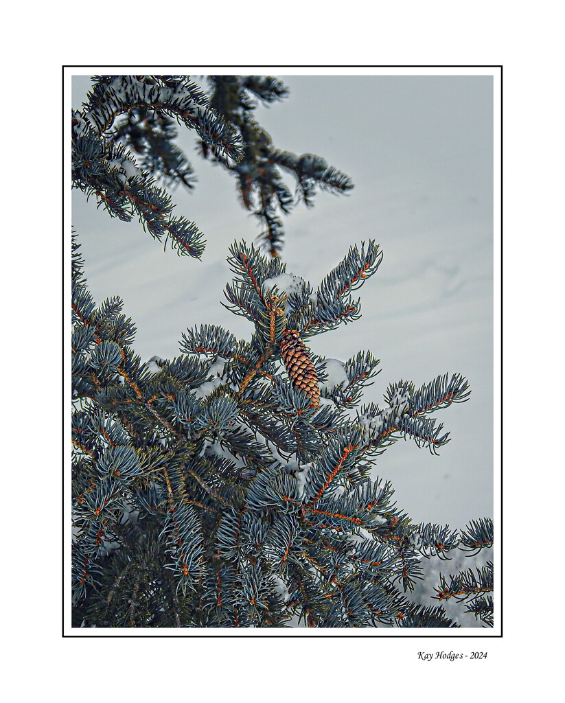 Pine Bough by kbird61