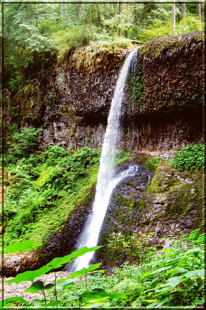 Continuing on the trail-Silver Falls State Park by 365projectorgchristine