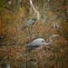 LHG_5175Great Blue heron Display in nest by rontu