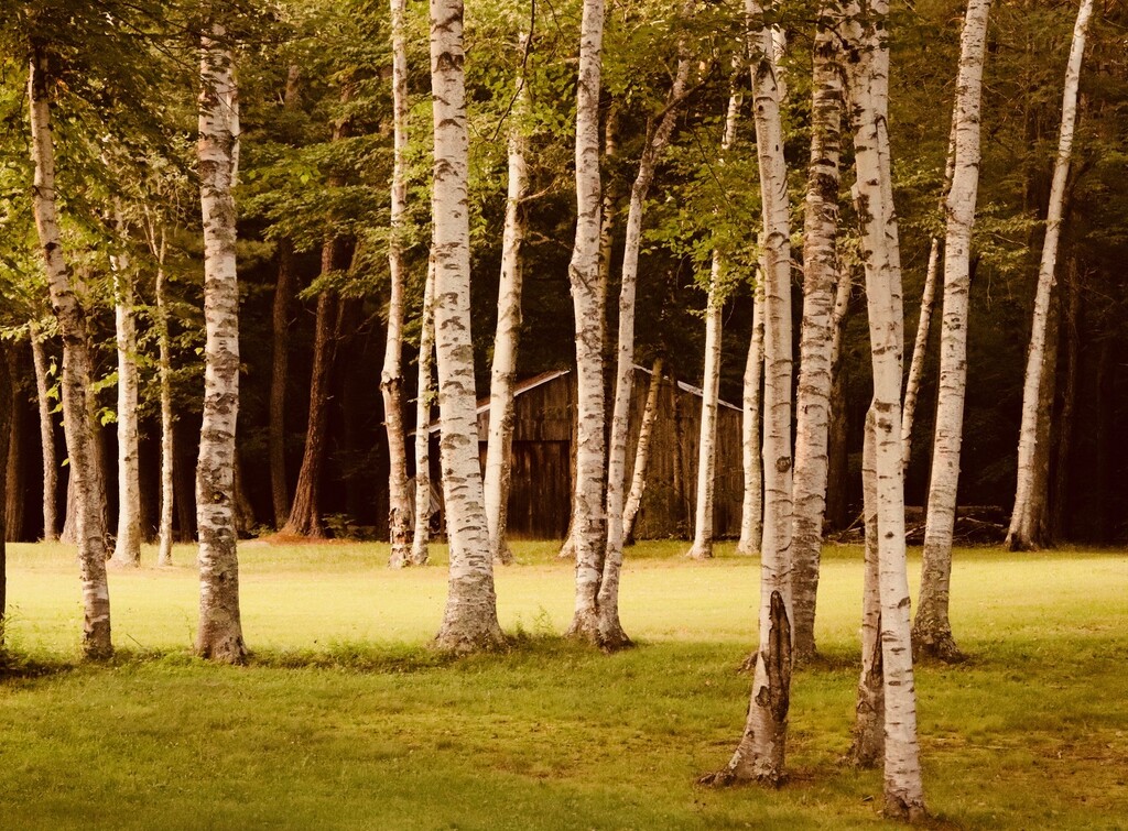 Woods by denisen66
