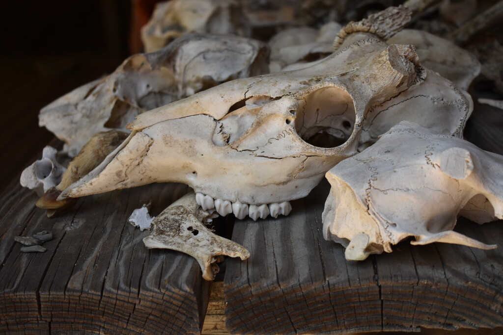 Bringing Dry Bones Back to Life by alophoto
