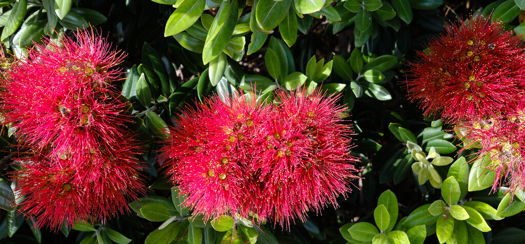 just some pohutukawa flowers in bloom by brigette
