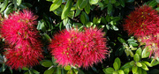 13th Jan 2024 - just some pohutukawa flowers in bloom