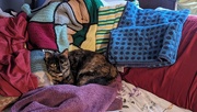 12th Jan 2024 - Kitty Cat found a Comfy Spot