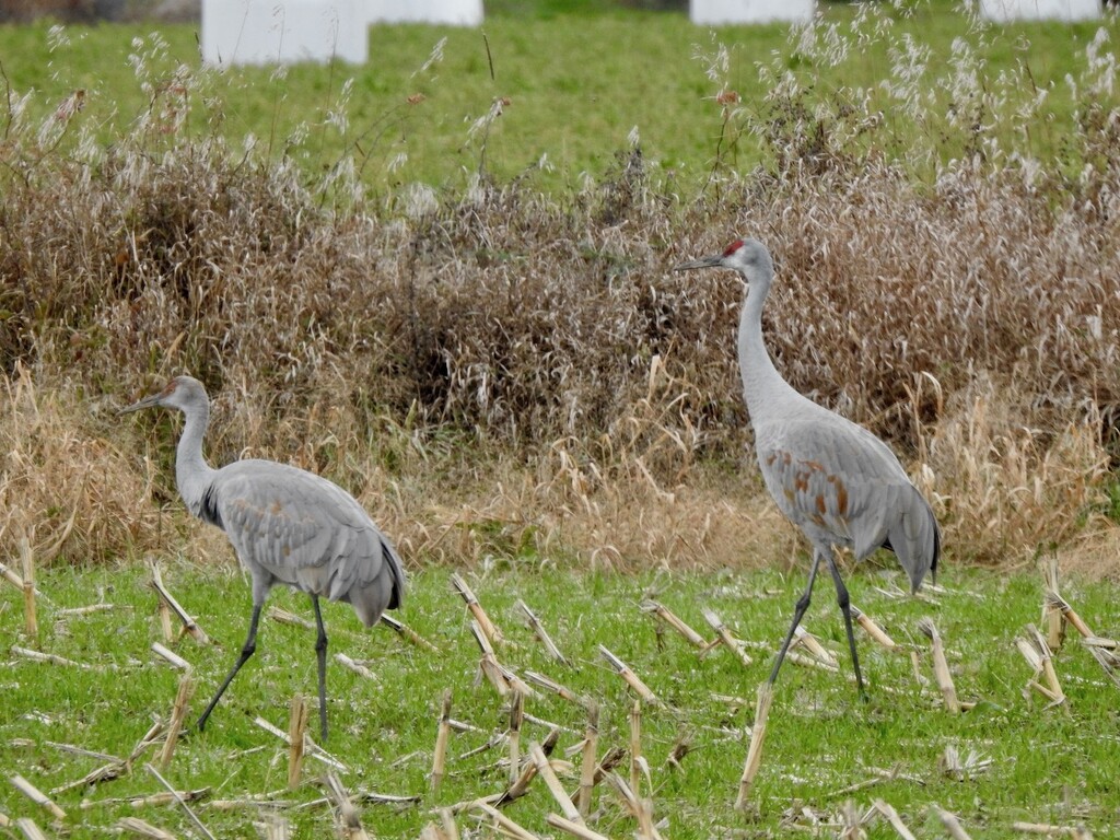 Sandhill Cranes by sunnygreenwood