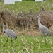 Sandhill Cranes by sunnygreenwood