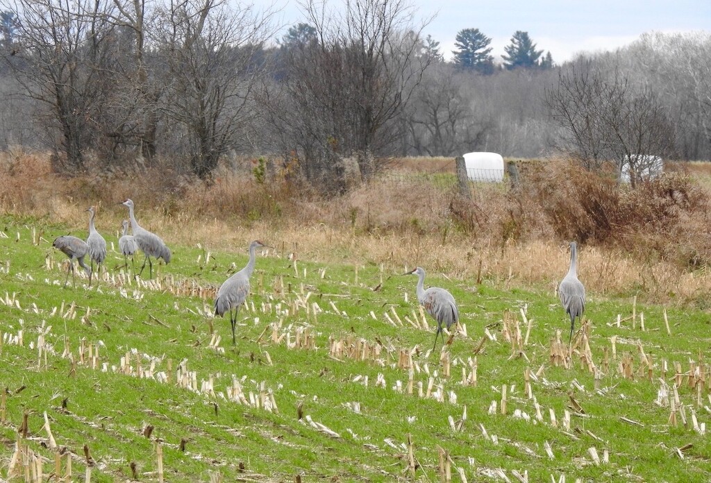 Sandhill Cranes in the Corn Fields by sunnygreenwood