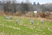 11th Nov 2023 - Sandhill Cranes in the Corn Fields