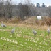 Sandhill Cranes in the Corn Fields by sunnygreenwood