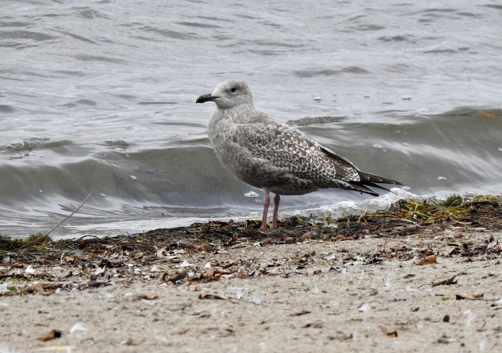 Iceland Gull by sunnygreenwood