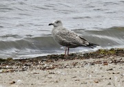 13th Nov 2023 - Iceland Gull