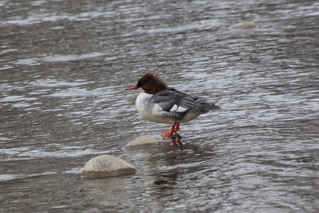 Common Merganser by pirish