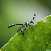 13th Jan 2024 - Garden bugs count - 13