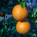 Oranges in the Back Yard! by rickster549