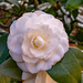 Camellia in the Neighbors Yard! by rickster549