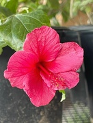 12th Jan 2024 - 1 12 Hibiscus at Ace Hardware