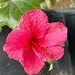 1 12 Hibiscus at Ace Hardware by sandlily