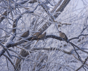 12th Jan 2024 - frosted doves