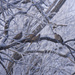 frosted doves