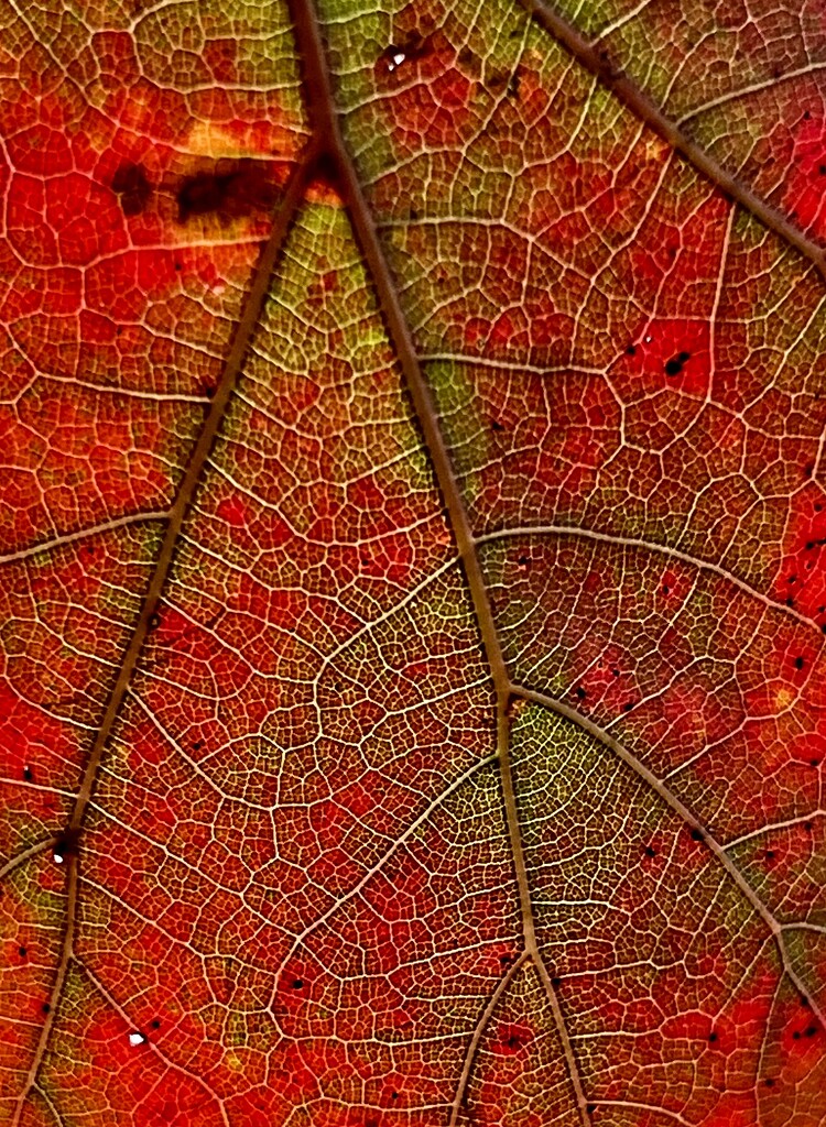 Suburban leaf  by congaree