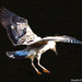 Gull in flight by stuart46