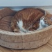New cat bed to replace the large fleece blanket. I think it's a hit! by samcat