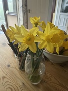 13th Jan 2024 - Daffodils