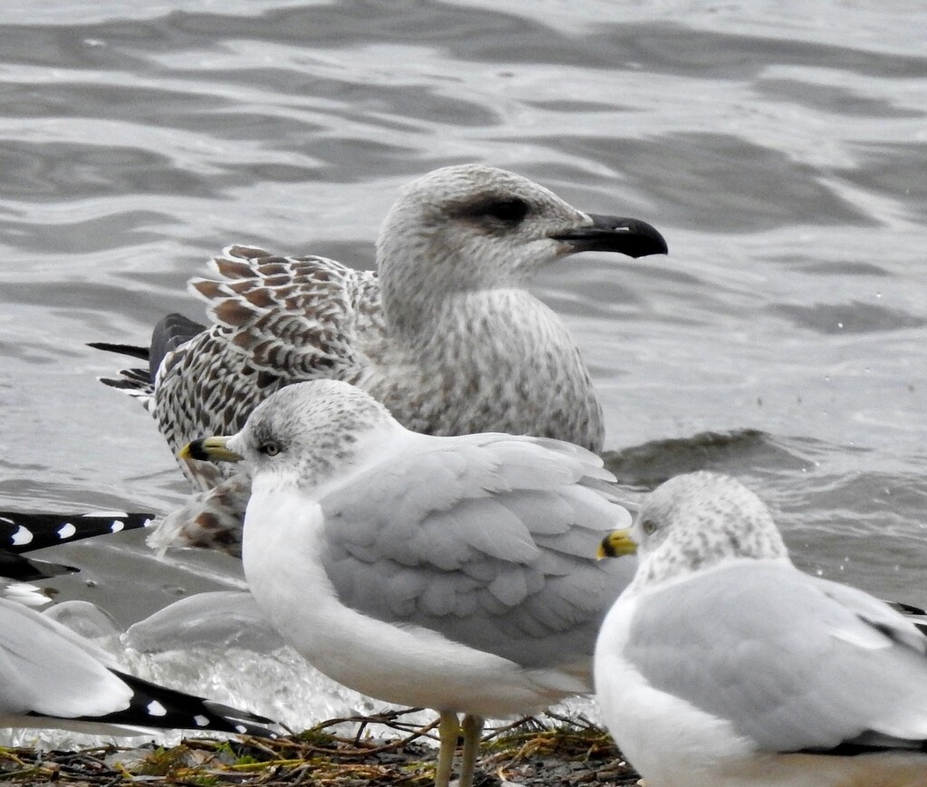 Great black-backed Gull by sunnygreenwood