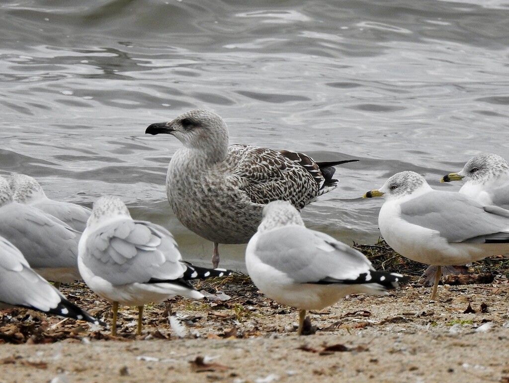 Great black-backed Gull by sunnygreenwood