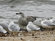 15th Nov 2023 - Great black-backed Gull