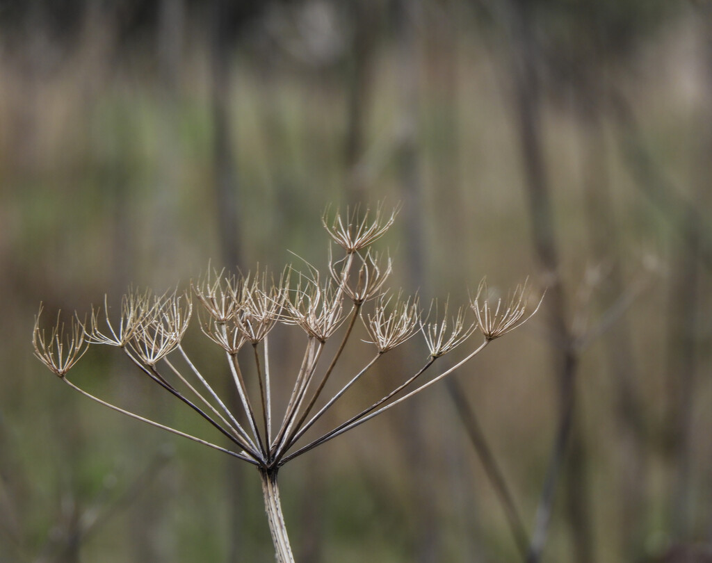 Hogweed by tiaj1402