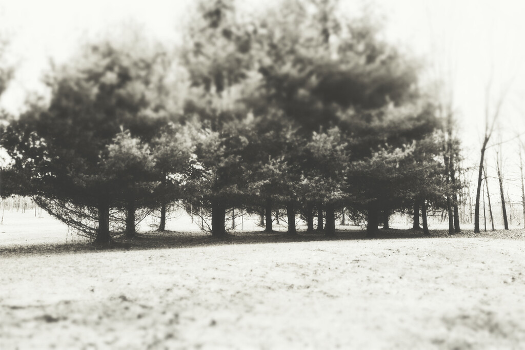 Stand of Conifers Across the Way by juliedduncan