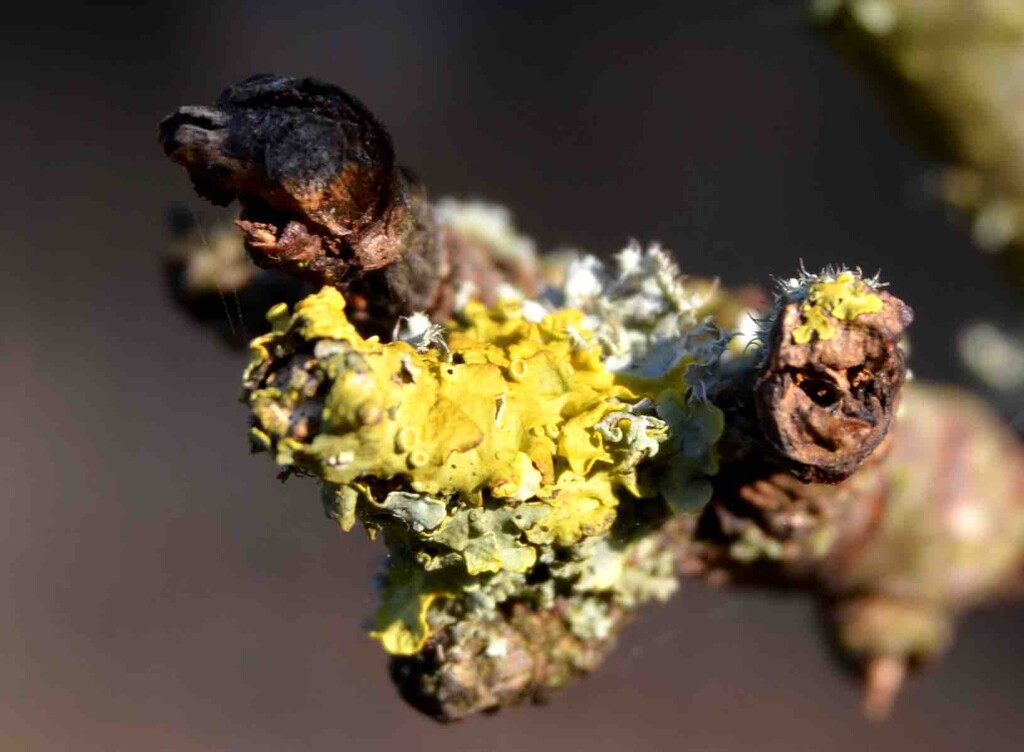 Common Lichen by arkensiel