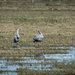 Sandhill Cranes by dkellogg