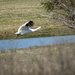 Whooping Crane by dkellogg